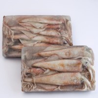 Sotong Frozen